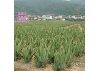 供應(yīng)庫拉索蘆薈種苗防輻射綠植盆栽