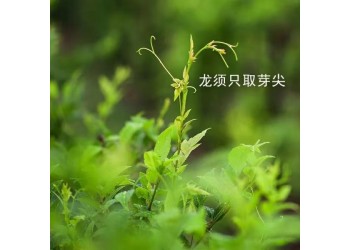 喝茶之前，先了解來(lái)鳳藤茶功效