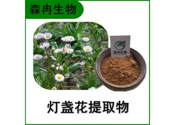 森冉生物 燈盞細辛提取物 燈盞花提取物 比例提取原料粉