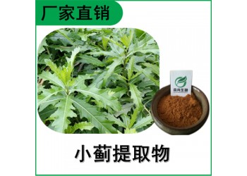 森冉生物 小薊提取物 刺兒菜提取物 比例提取原料粉